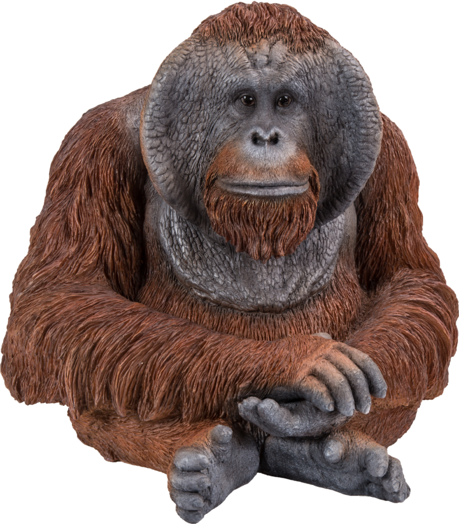 Intricate Orangutan Portrait Wallpaper on Transparent Background