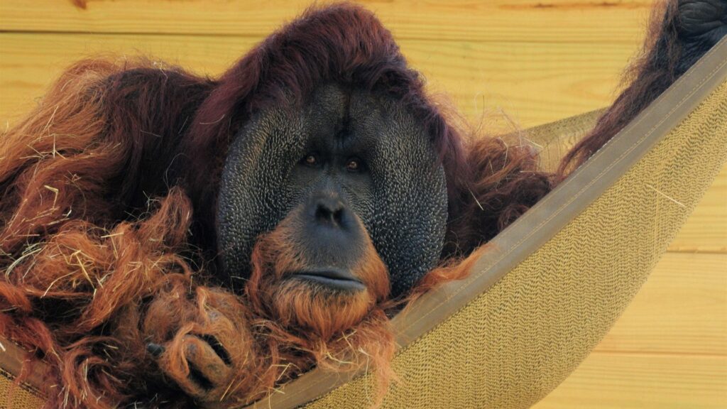 Orangutan in Hammock: Serene Natural Wallpaper 1920x1080