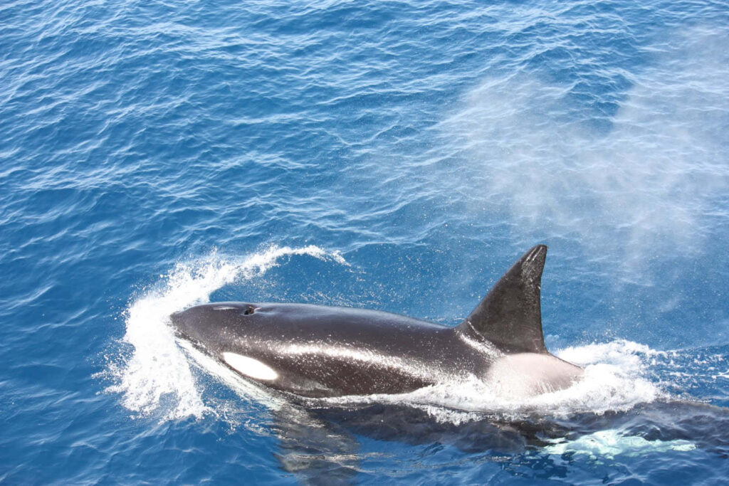 Orca gracefully surfacing in clear blue ocean water showcasing sleek black and white body Wallpaper