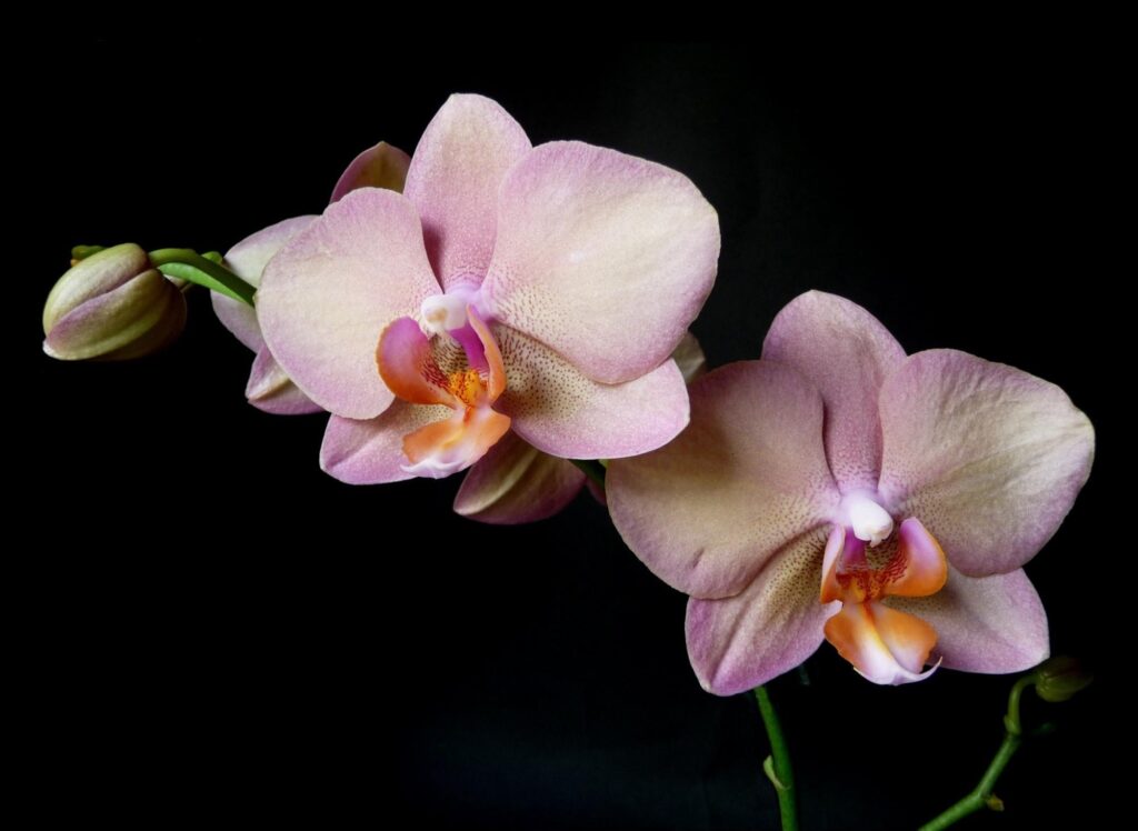 Elegant Orchid Wallpaper: Pink Flowers on Dark Background