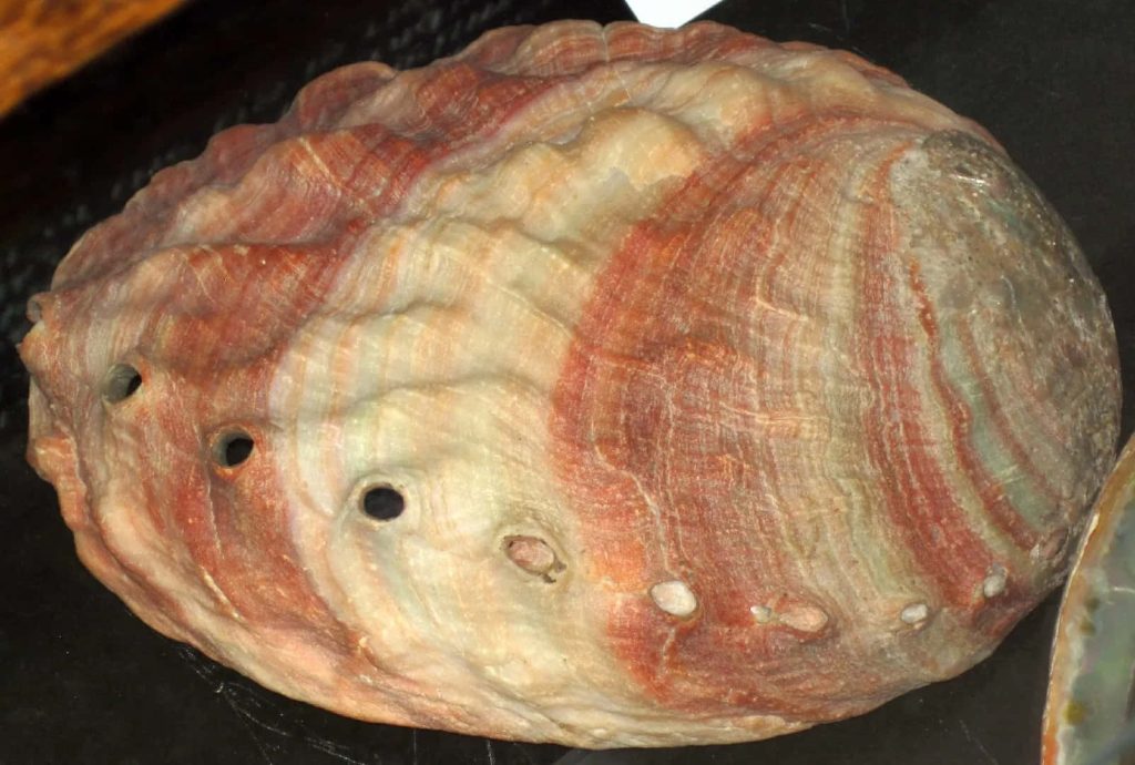 Close-up of Haliotis red abalone shell with striped patterns and respiratory pores on dark background Wallpaper