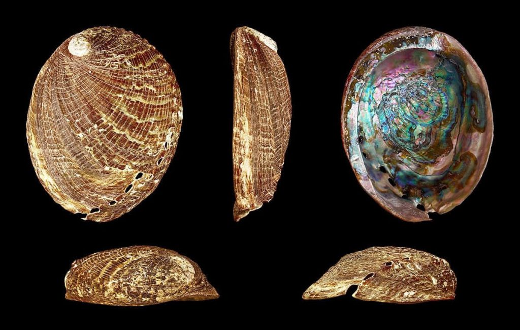Haliotis abalone shells high resolution textured earthy exterior and iridescent pearl interior wallpaper