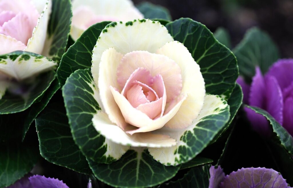 Elegant Two-Tone Ornamental Cabbage Wallpaper for Stunning Background
