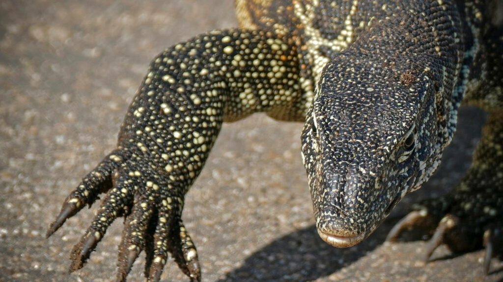 Ornate Monitor Lizard Wallpaper: Captured in Natural Habitat