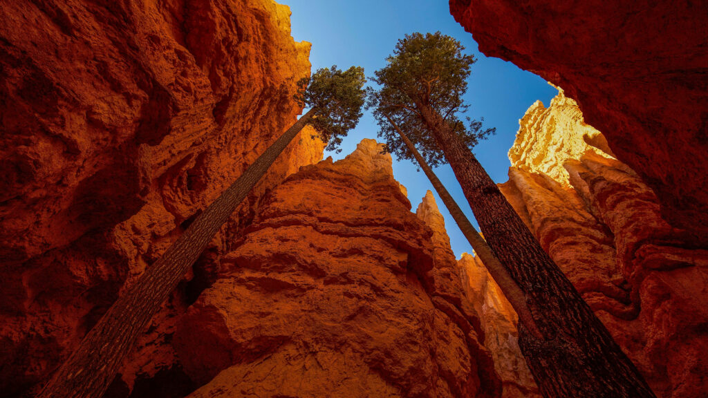 Namibian Ravines: A Breathtaking High-angle View of Majestic Earth-toned Canyons Amidst Towering Trees, Beneath a Serenely Blue Sky Wallpaper