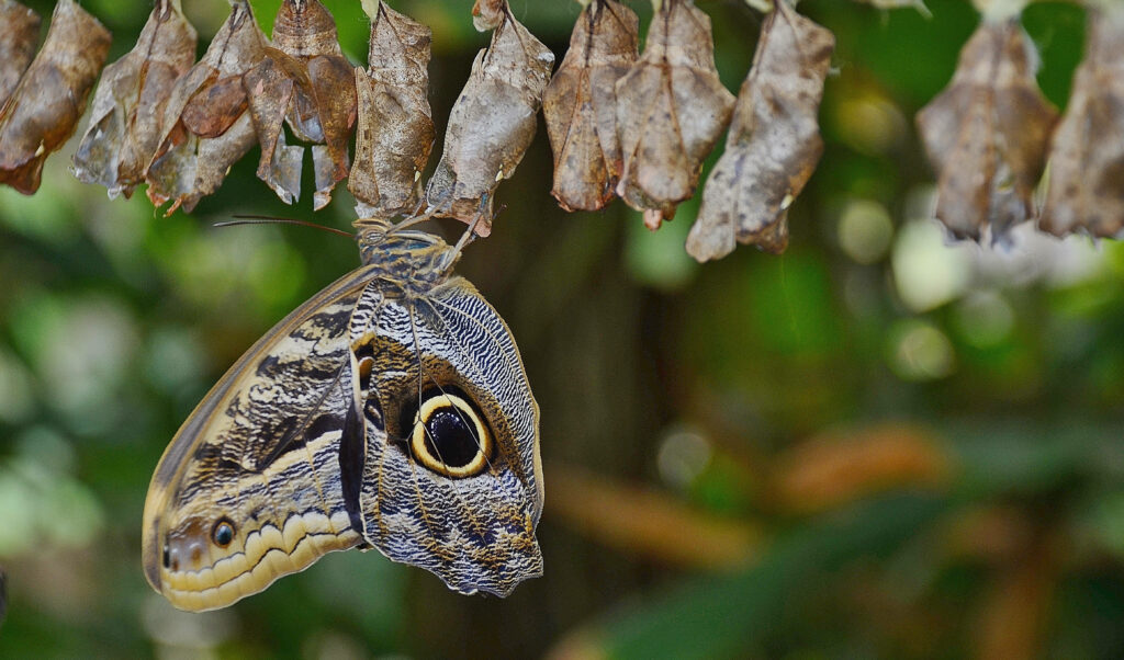 Owl Butterfly Emerging Wallpaper: Intricate Patterns & Nature Beauty