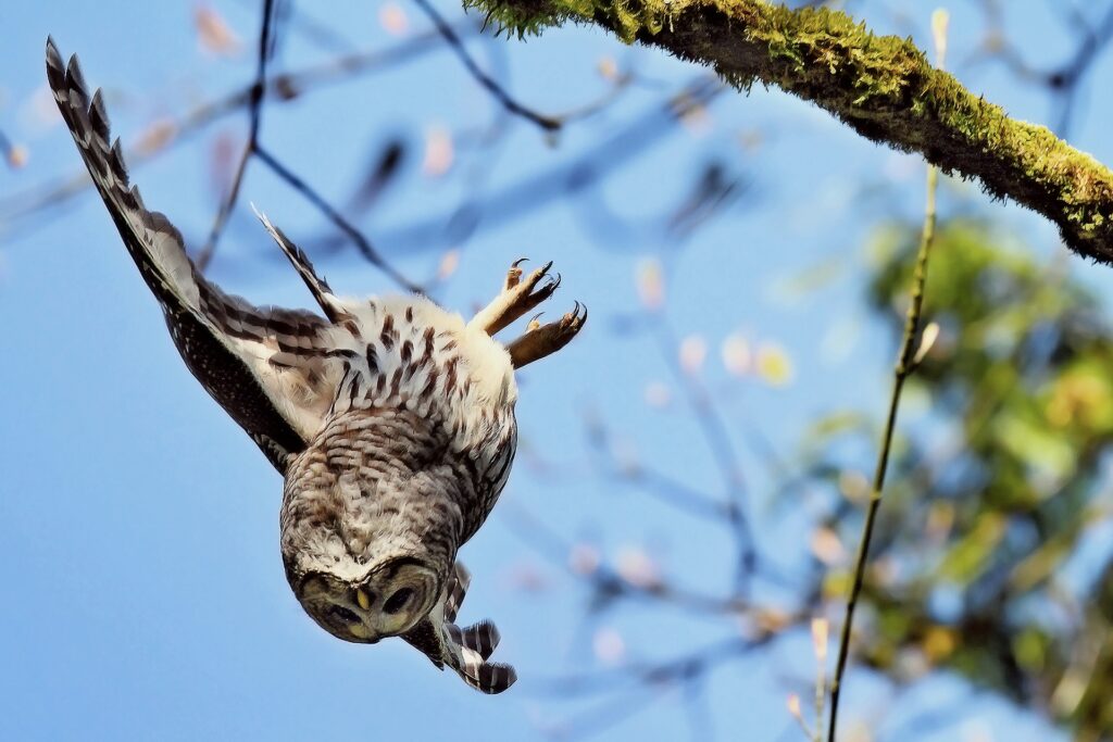 Owl in Flight: Majestic Wallpaper of Wingspan in Forest Setting