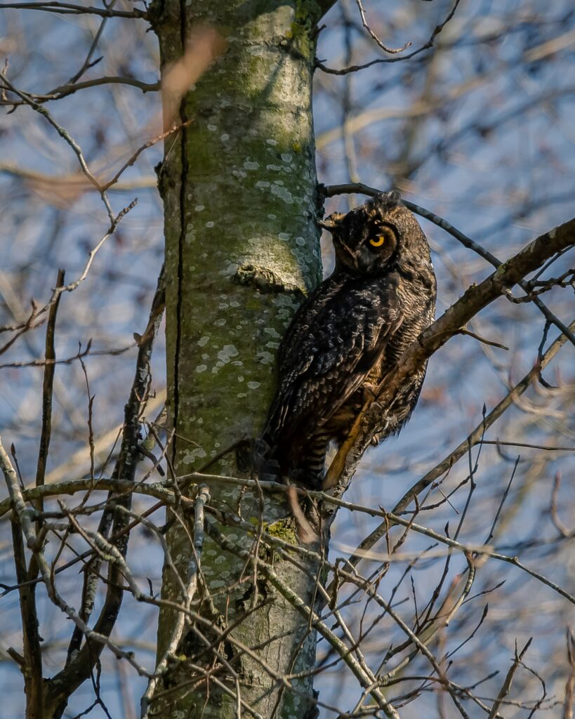 Owl Perched on Tree - Nature Wallpaper with Intricate Feather Patterns