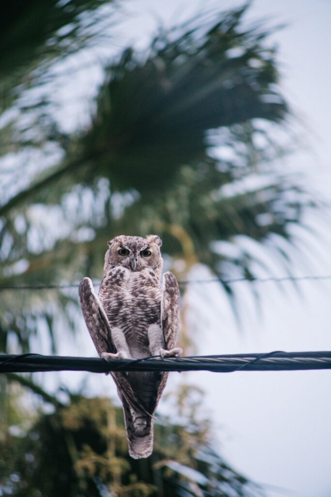 Owl on Wire: Serene Watcher in Blurred Greenery Wallpaper