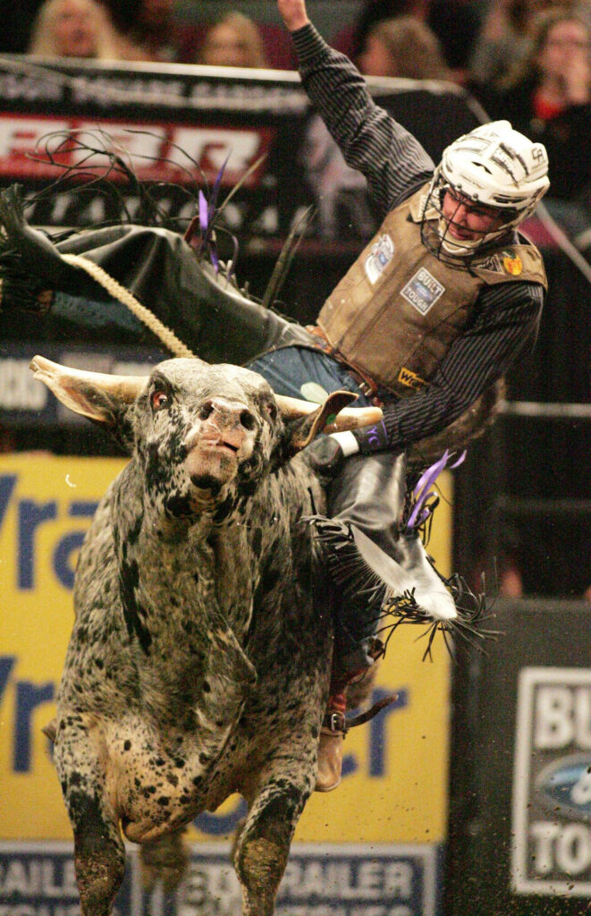 PBR Chute Out Denver bull riding rider clinging to speckled bull in dramatic action wallpaper