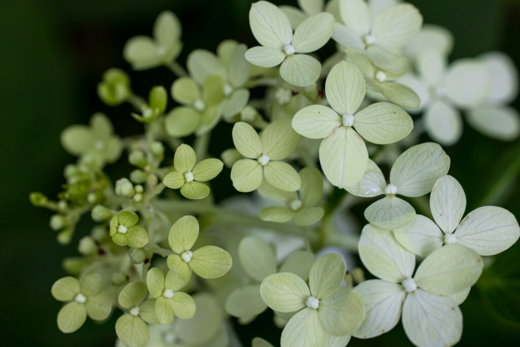 Pale Green Hydrangea Close-Up Wallpaper - Serene Floral Background