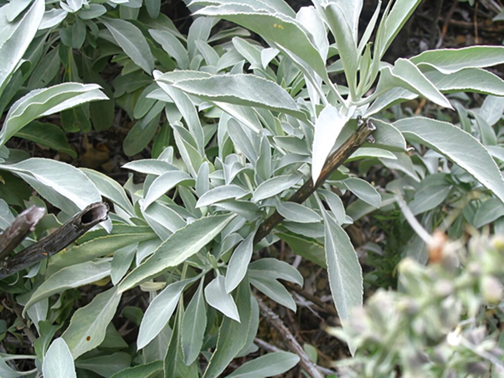 Serene Pale Green Sage Leaves Wallpaper Background for Nature Designs