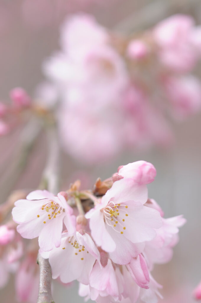 Pale Pink Flower Wallpaper: Elegant Spring Bloom Background