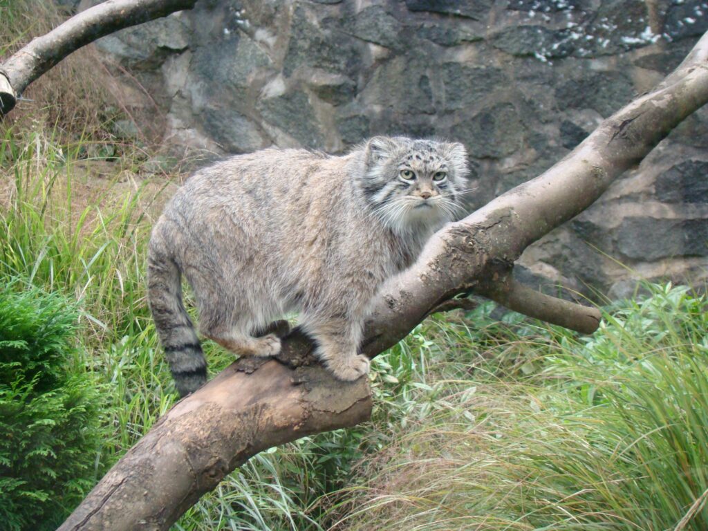 Pallas's Cat on Tree Branch: Serene Greenery Wallpaper