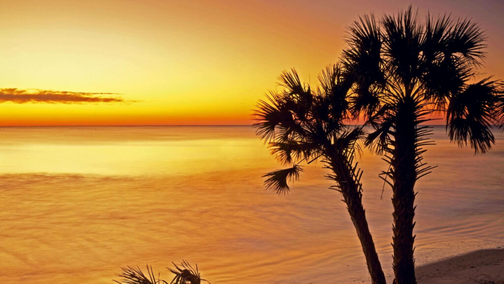 Serene South Carolina Beachscape: Captivating Sunset and Palm Trees Wallpaper