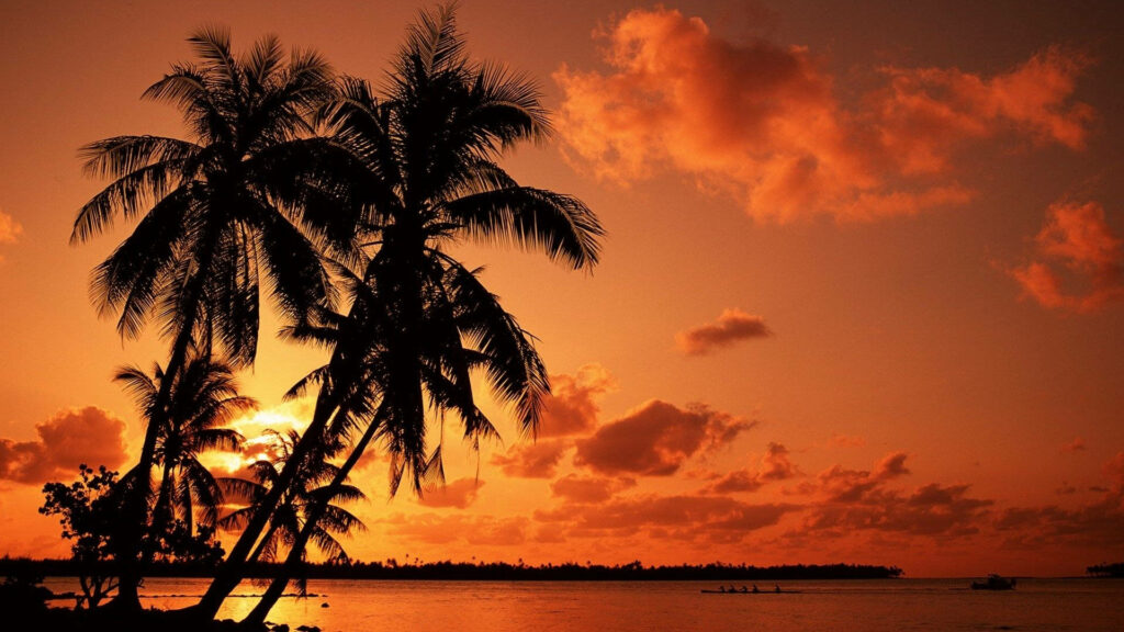 Paradise Day: Capturing Serene Beach Ambiance with Palm Trees and a Radiant Sunset Wallpaper