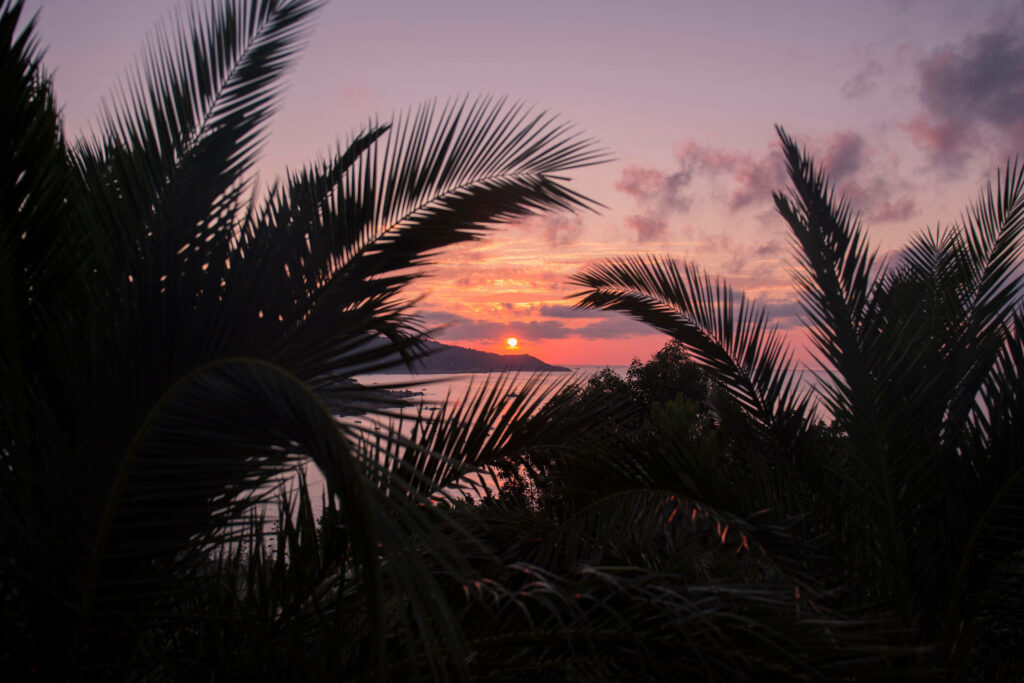 Palm Tree Silhouettes and Fiery Skies: A Breathtaking Beach Sunset Wallpaper