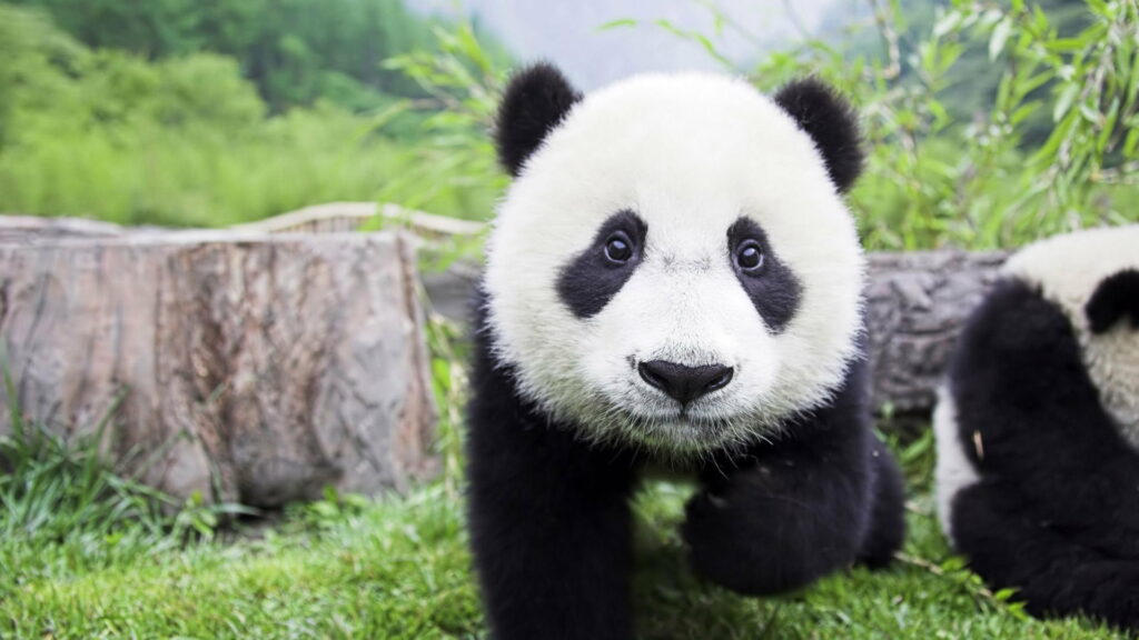 Adorable Panda Cub: A Stunning HD Wallpaper Background Photo of a Precious Baby Animal in the Wildlife