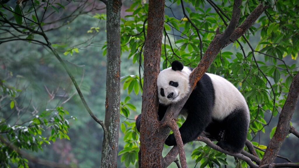 Panda Bear amidst Majestic Trees: Exquisite High-Definition Wilderness Wallpaper