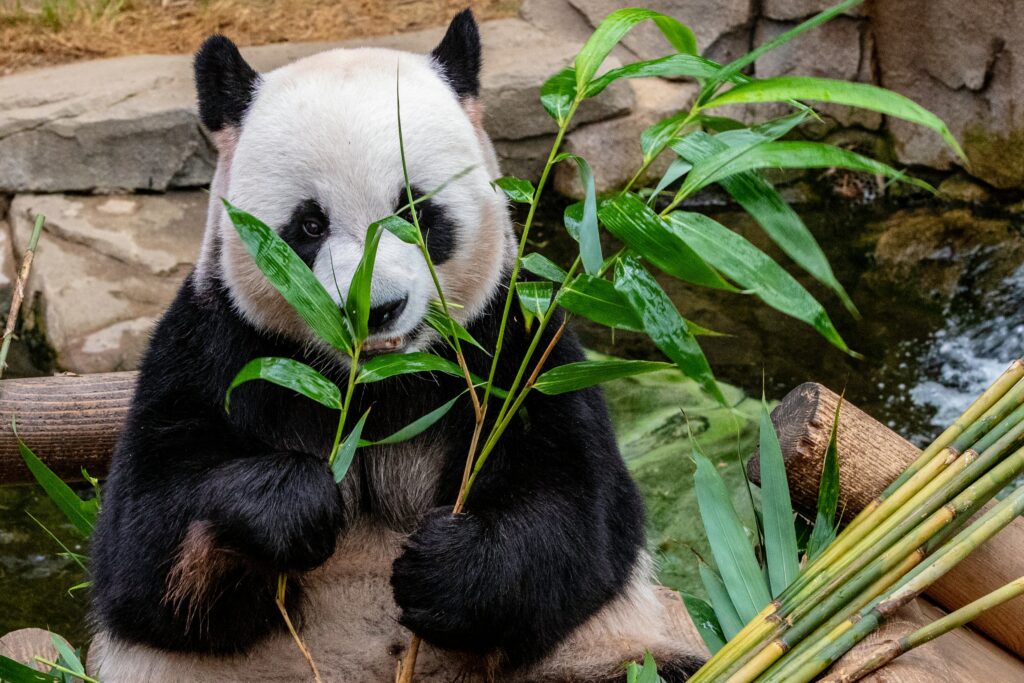 Tranquil Panda Wallpaper: Joyful Dining Amidst Lush Greenery