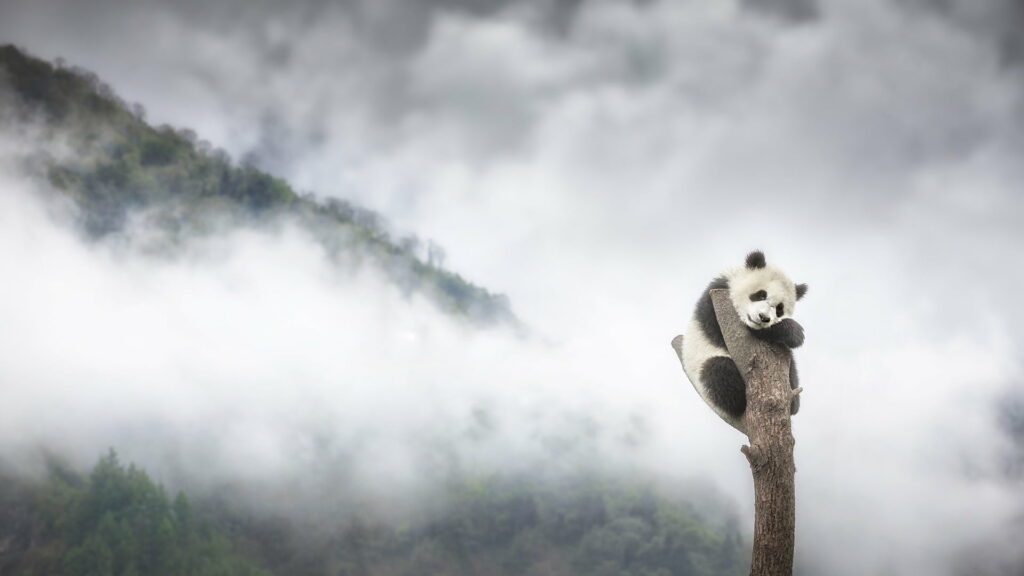 Panda in its Natural Habitat: Captivating HD Wallpaper Background