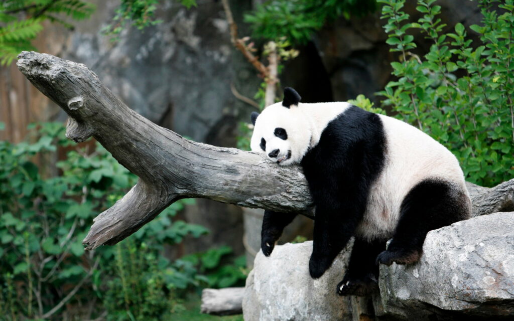 Tranquil Nap: A Captivating QHD Wallpaper of China's Adorable Giant Panda at the Zoo