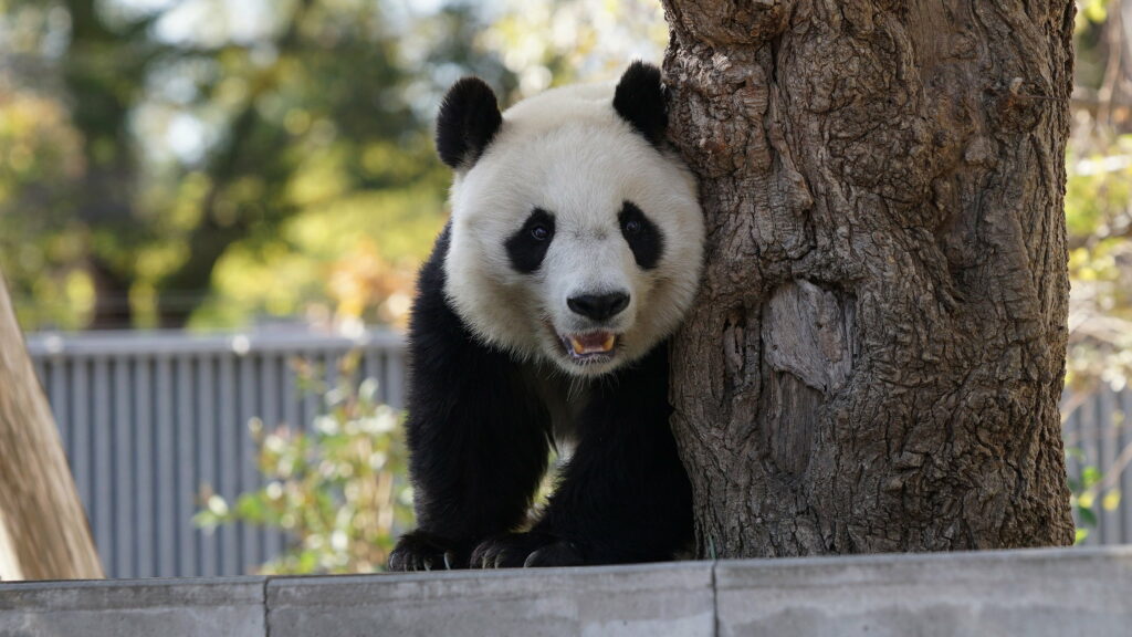 Bamboo Lover: Captivating HD Wallpaper featuring a Playful Panda