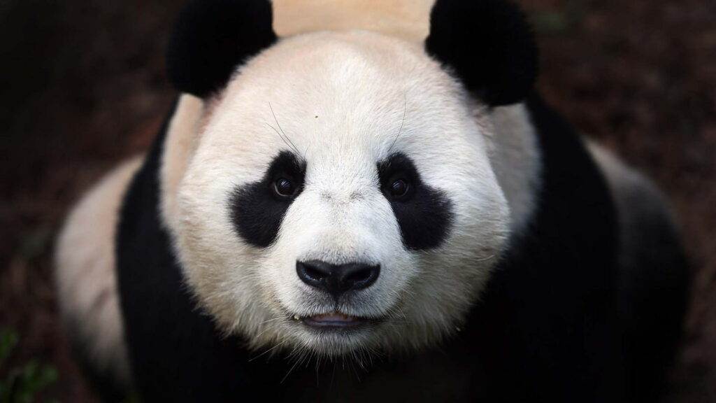 Close-up HD image of a majestic Giant Panda with soft natural lighting and black-and-white fur Wallpaper