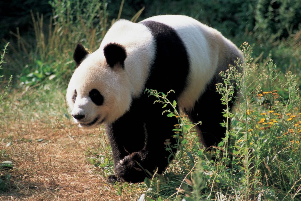 Panda Walking in Lush Grass: Serene Natural Habitat Wallpaper