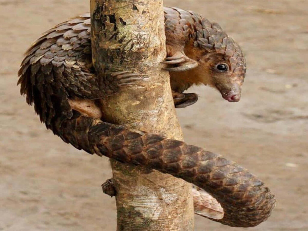 Pangolin on Tree: Unique Wallpaper with Earthy Tones & Scaly Armor