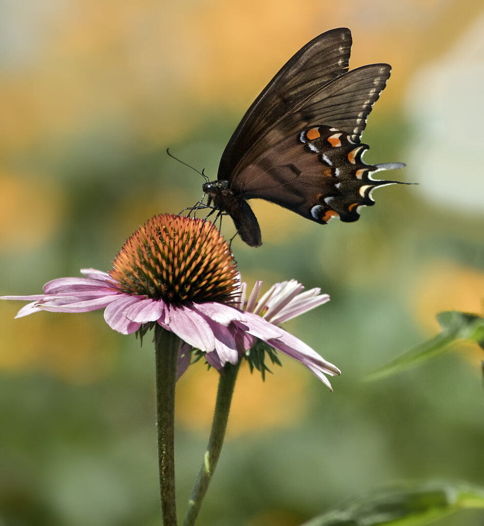 Stunning Papilio Glaucus Butterfly on Pink Flower - Macro Wallpaper