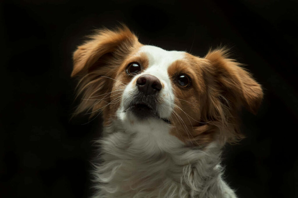 Expressive Papillon Portrait: Soft Fur on Dark Wallpaper Background