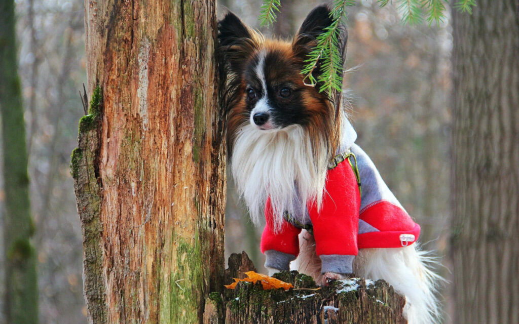Papillon Dog in Red Jacket on Tree Stump - Peaceful Forest Wallpaper