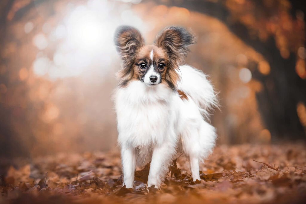 Graceful Papillon Dog in Autumn Leaves - Warm Fall Colors Wallpaper