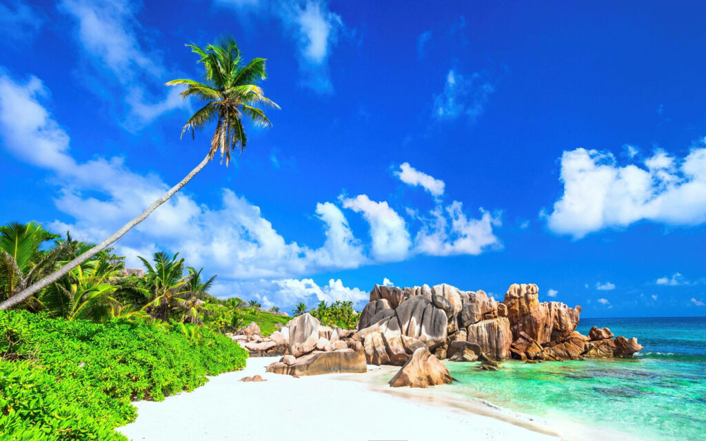 Tropical Paradise: A Serene Summer Escape with a Graceful Coconut Palm on White Cliffs Overlooking Crystal Blue Waters Wallpaper