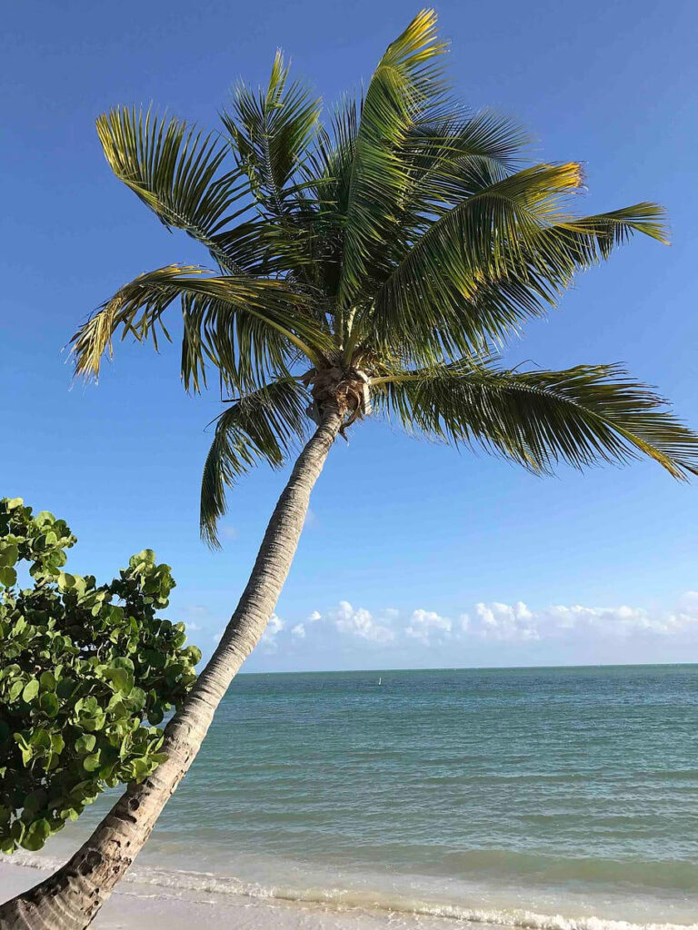 Florida Paradise: Coastal Coconut Tree on Sandy Shores Wallpaper