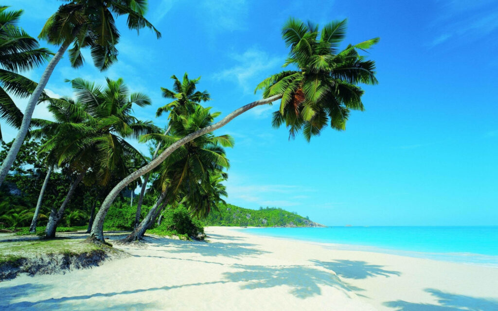 Paradise Found: Tranquil Tropical Beach with Majestic Bent Coconut Tree and Pristine Seashore Wallpaper