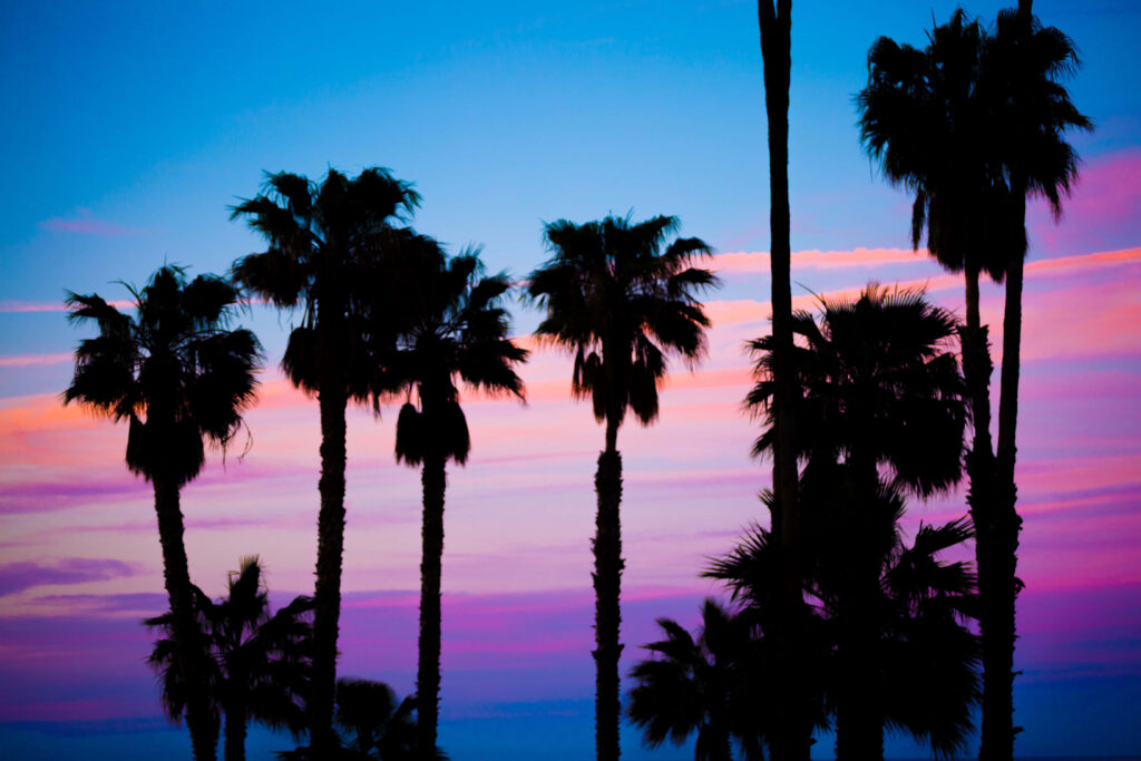 Embrace the Tropical Paradise: High Definition Palm Tree Desktop Background Wallpaper