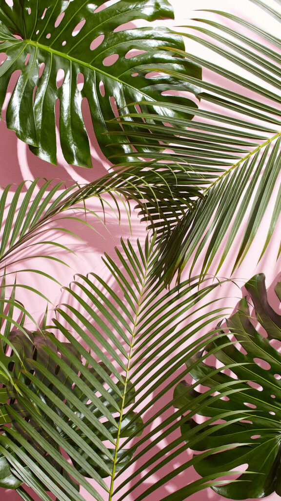 Escape to Serenity: Discover the Tranquil Oasis of Lush Tropical Palm Leaves Wallpaper