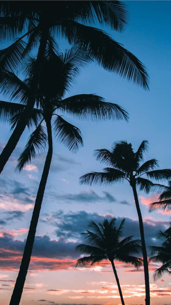 Capturing Paradise: A Perfect Beach Day with Palm Tree Bliss Wallpaper