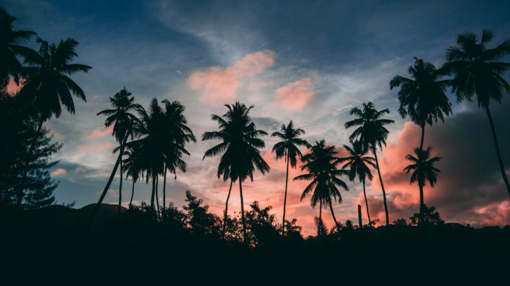Pink Hues Over the Palm Oasis: A Captivating Tropical Sunset Wallpaper