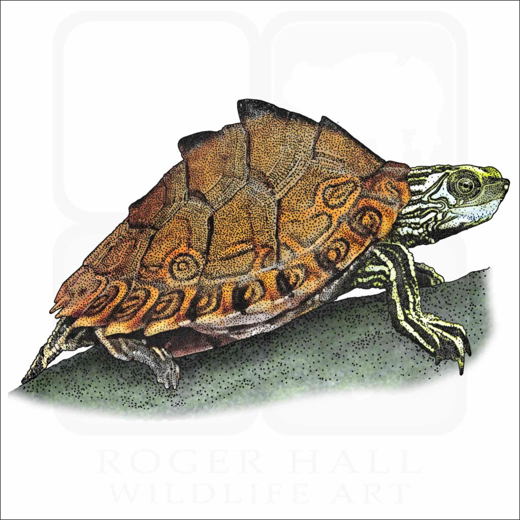 Pascagoula Map Turtle basking on sunlit rock showing detailed patterned shell and markings Wallpaper