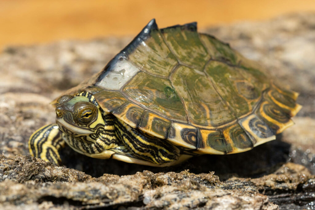 Pascagoula Map Turtle on textured rock showing pointy shell and green yellow patterns wallpaper