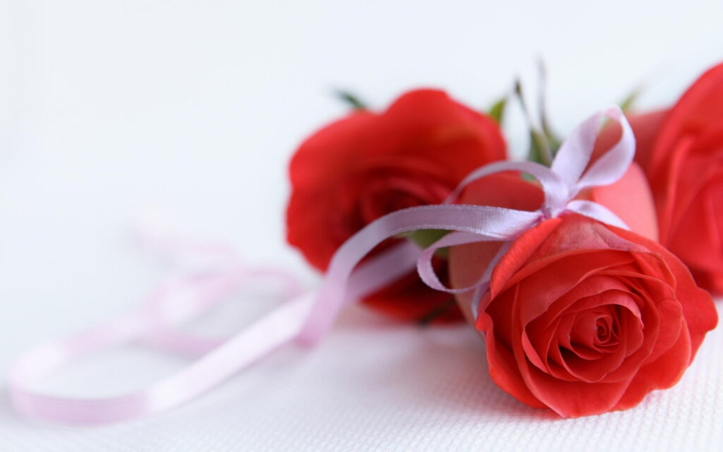 Macro photo of vibrant red roses with satin ribbon on white background romantic wallpaper
