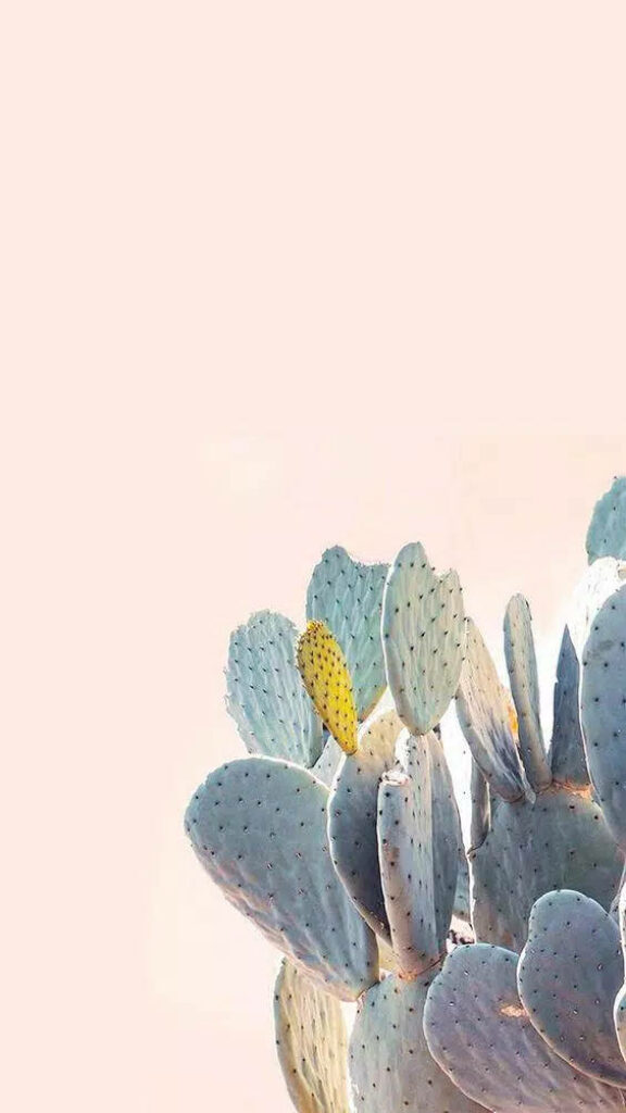 Pastel cactus on soft pink wall minimal calming aesthetic mobile wallpaper background design