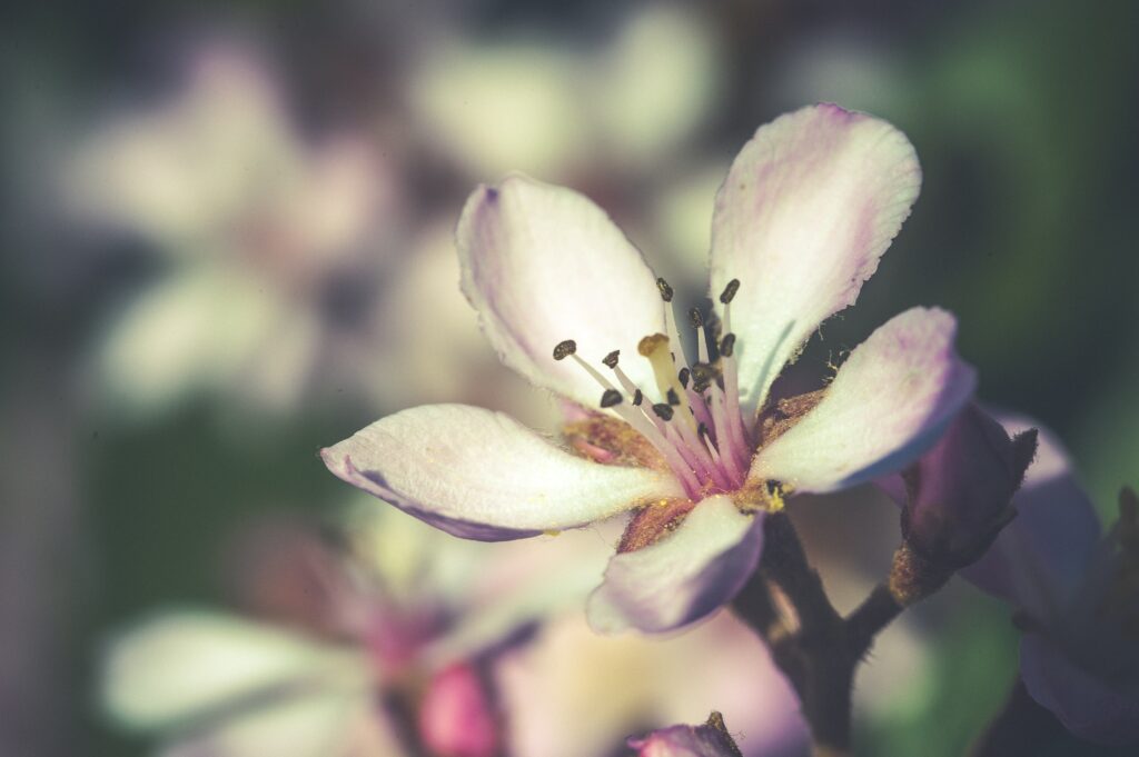 Close-Up Floral Wallpaper: Delicate Pastel Flower in Bloom