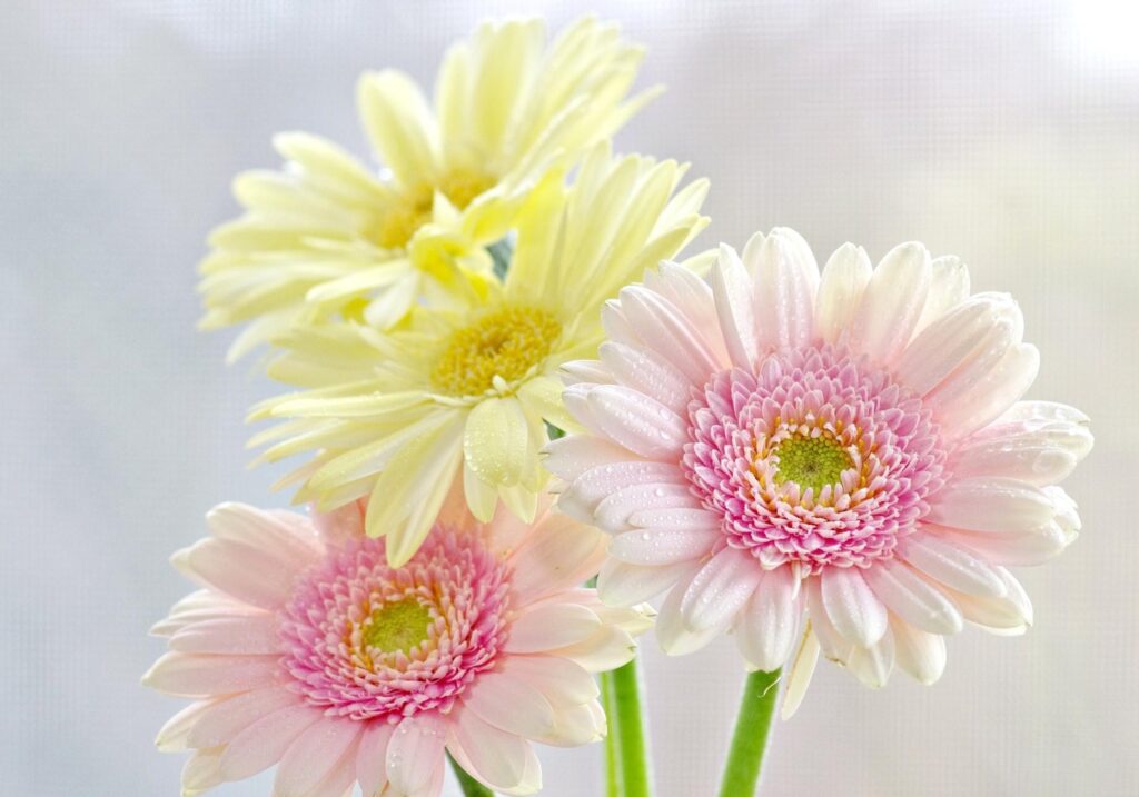 Soft Pastel Gerbera Bouquet Wallpaper with Dewdrops Background