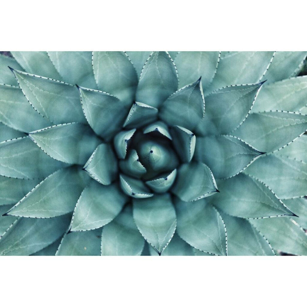 Close-up pastel green cactus with symmetrical leaves creating a modern botanical wallpaper background