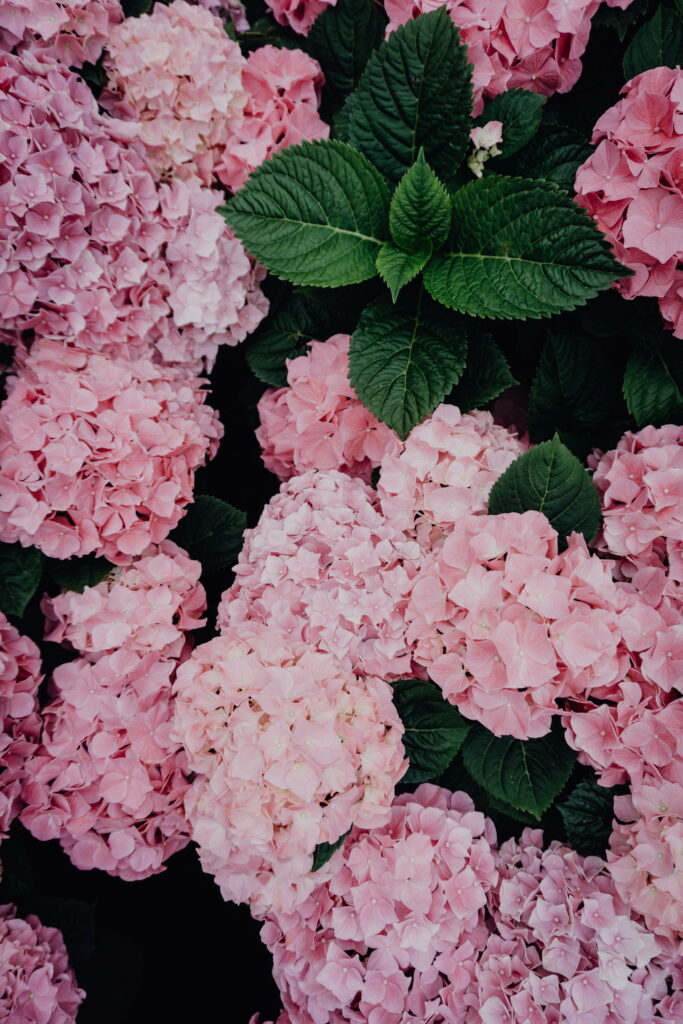 Blooming Pink Hydrangea: HD Wallpaper featuring stunning floral inflorescences