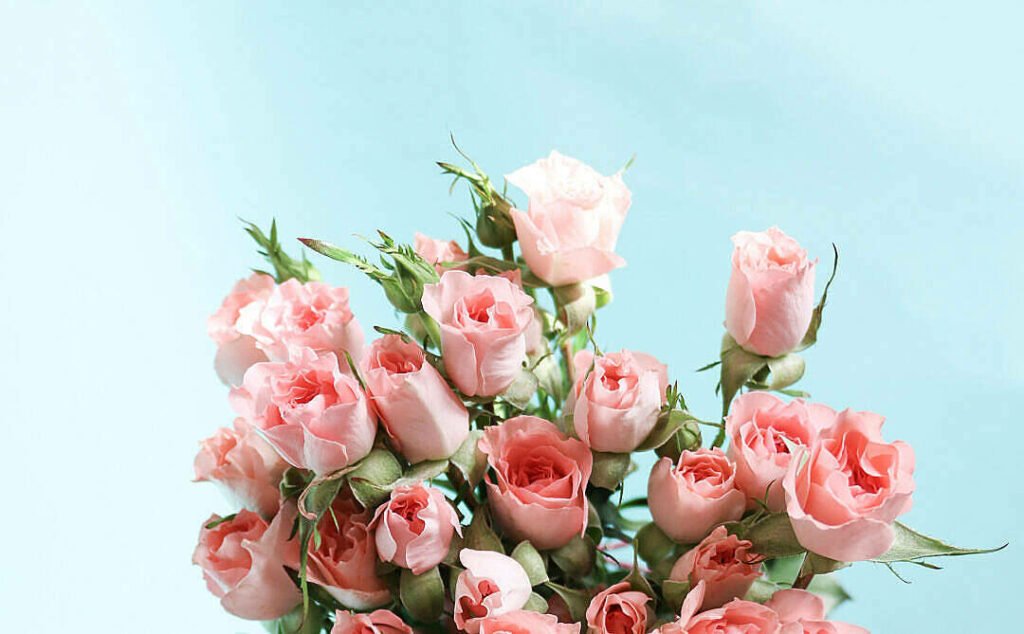 Delicate Rose Spectrum: Pastel Pink Serenity on Green Canvas Wallpaper